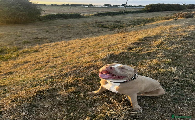 American Bull Staffy dogs Rocky  - Advert 7