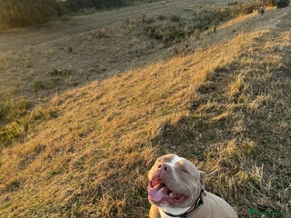 American Bull Staffy dogs Rocky - Advert 2