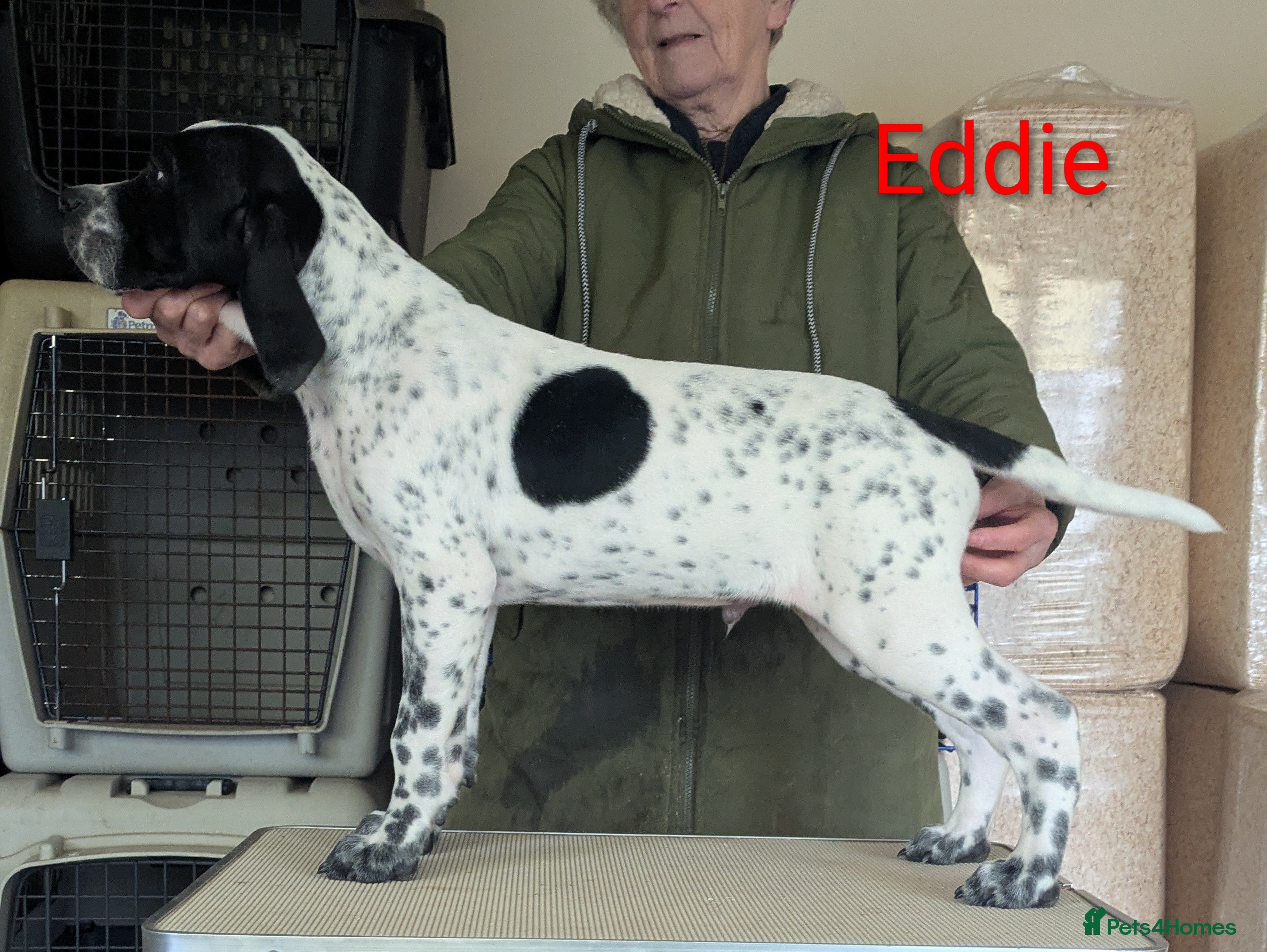 Pointer dogs Pointer - Advert 2