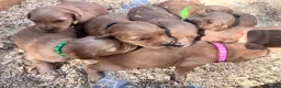 Golden Retriever dogs for sale: Loving, family raised golden retriever puppies  - Advert 19