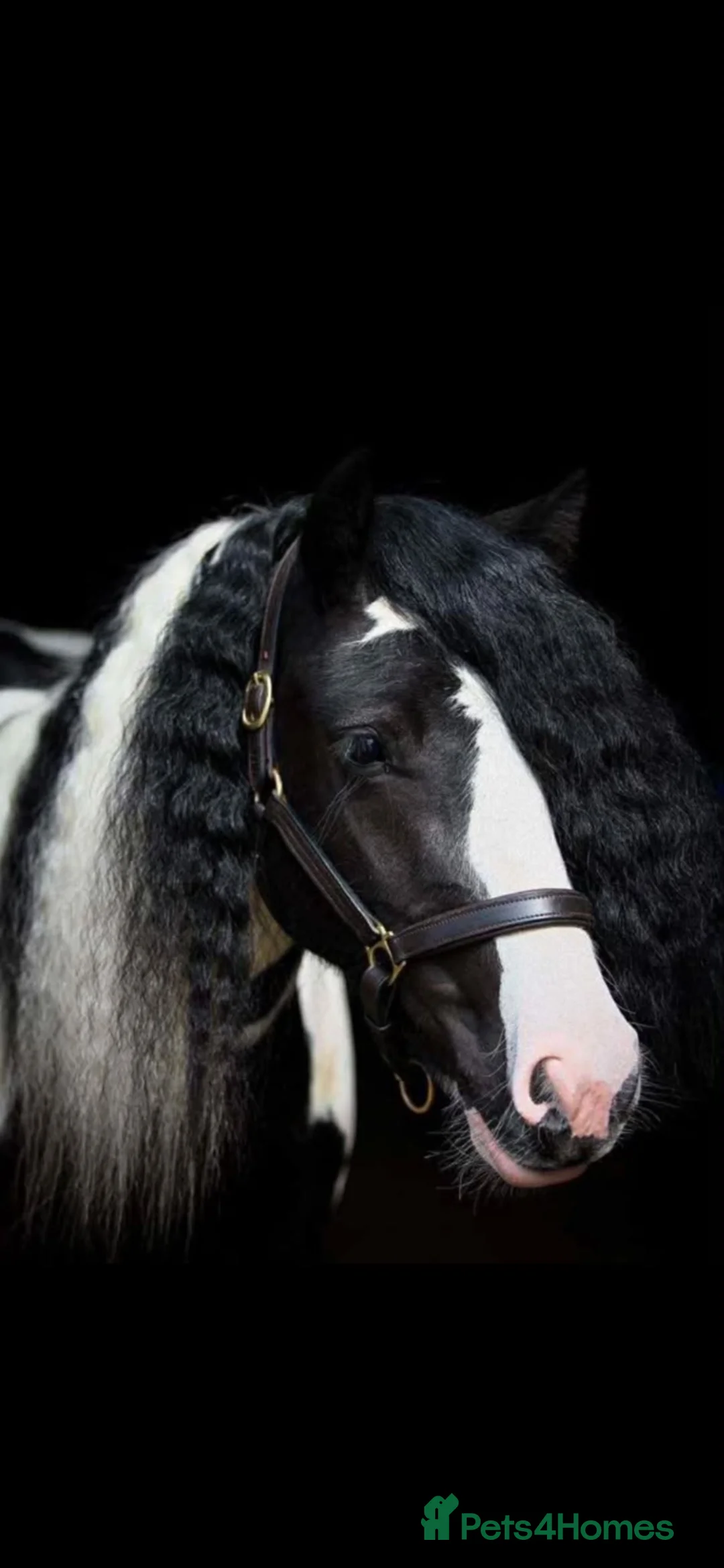 Irish Cob horses for sale: Niamh  in Warwick - Advert 2