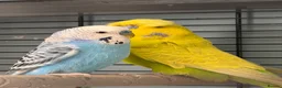 Budgerigars birds for sale: 2 male budgies  in Stevenage - Advert 1