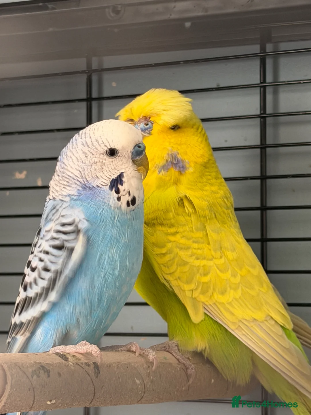Budgerigars birds for sale: 2 male budgies  in Stevenage - Advert 1