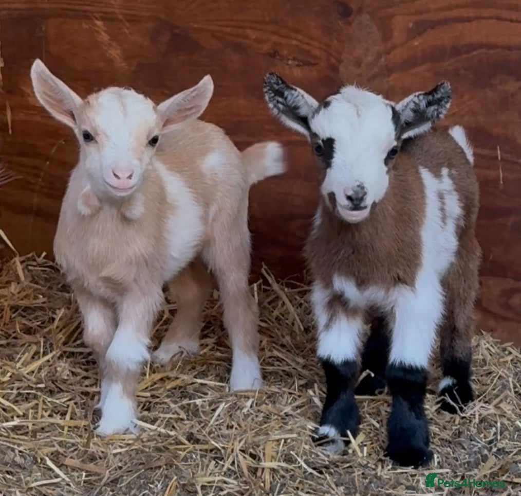 Goats livestock Kaleb and Jeramy - Advert 1