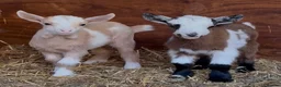 Goats livestock for sale: Kaleb and Jeremy  - Advert 1