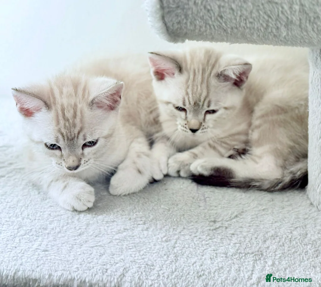 Bengal cats for sale: Snow Leopard/Bengals kittens  - Advert 2