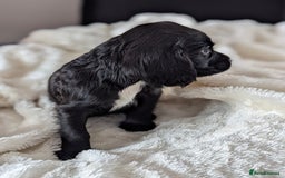 Cocker Spaniel dogs for sale: Beautiful black working cocker spaniel puppies  - Image 14