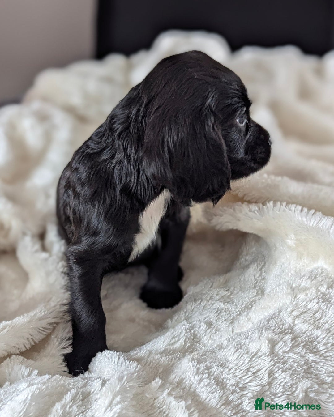 Cocker Spaniel dogs for sale: Beautiful black working cocker spaniel puppies  - Image 14
