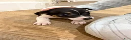 Jack Russell dogs for sale: Girl Jack Russell puppy in Ashington - Advert 3