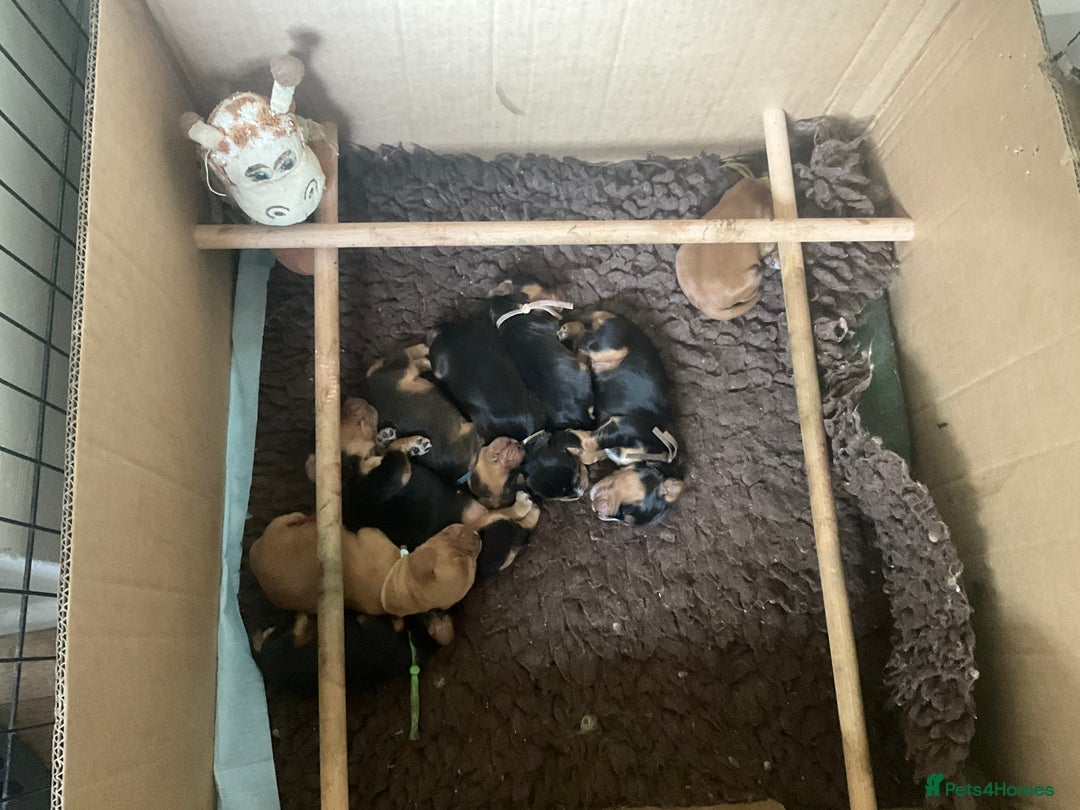 Cocker Spaniel dogs for sale: Sandy - Image 3