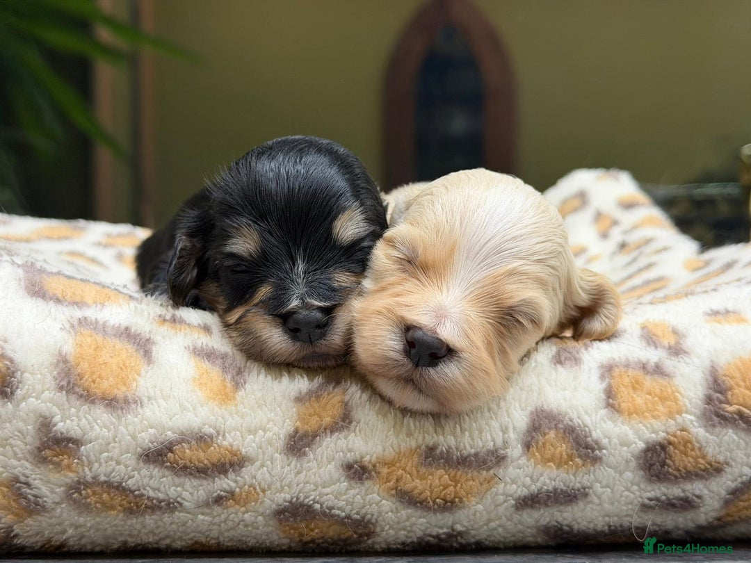 Havanese dogs for sale: Fabulous Havanese Puppies - Advert 6