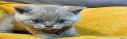 British Shorthair cats for sale: British Shorthair Kittens – Loving Homes Only 🐾 - Advert 16