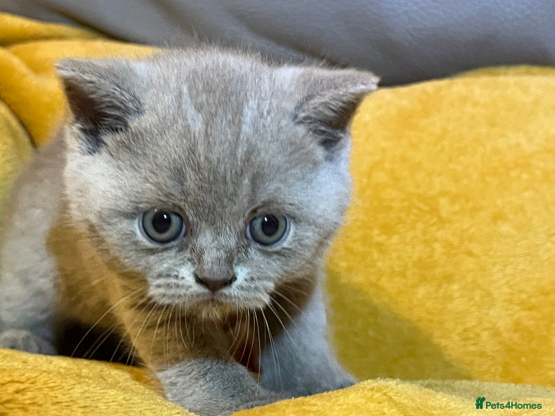 British Shorthair cats for sale: British Shorthair Kittens – Loving Homes Only 🐾 - Advert 16