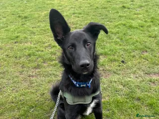 Mixed Breed dogs 8 Month Old German Shepherd Mix - Advert 17