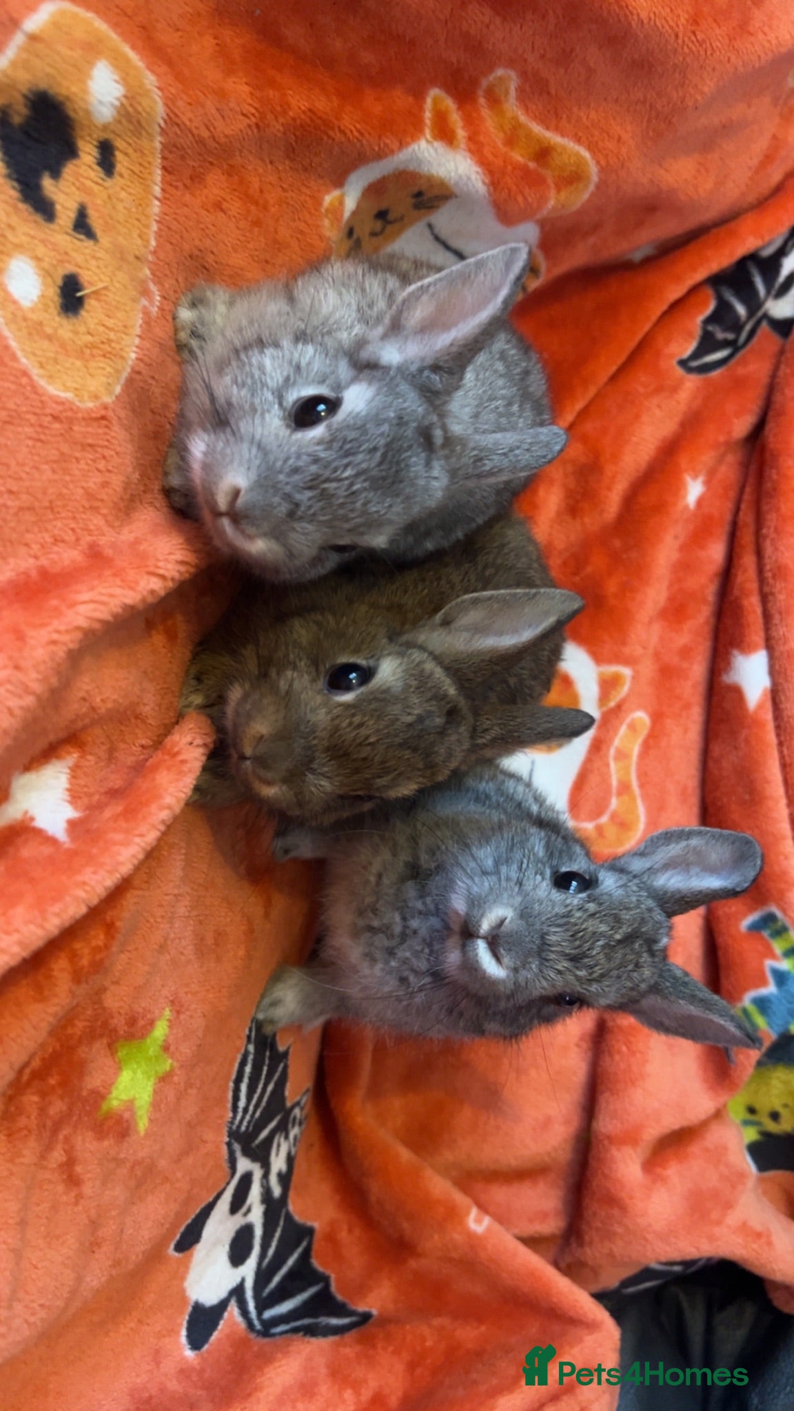 Netherland Dwarf rabbits Netherland dwarf babies - Advert 10