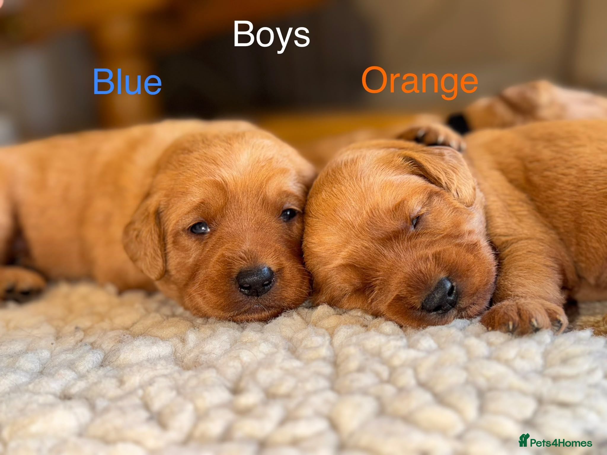 Labradoodle dogs LABRADOODLES F1 ( HEALTH TESTED PARENTS & G/PARENT - Advert 2