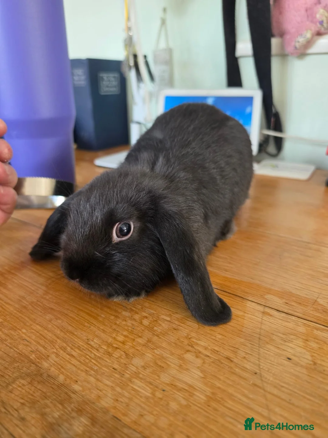 Mini Lop rabbits for sale: Gorgeous black Mini Lop in Crewe - Advert 3
