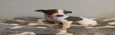 Whippet 3