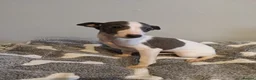 Whippet dogs for sale: Beautiful litter of pedigree whippets  - Advert 3