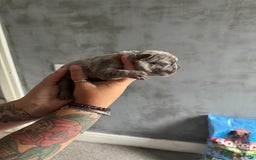 French Bulldog dogs for sale: Lilac Merle and Cream ghost Merle  in Stoke-on-Trent - Image 20