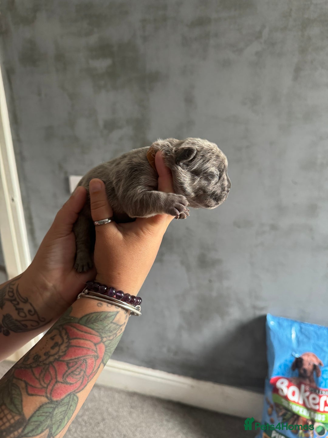 French Bulldog dogs for sale: Lilac Merle and Cream ghost Merle  in Stoke-on-Trent - Image 20