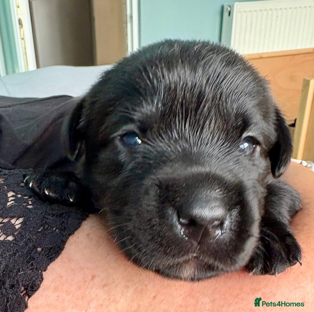 Labrador Retriever dogs for sale: 9 beautiful KC registered pedigree black lab pups - Image 12