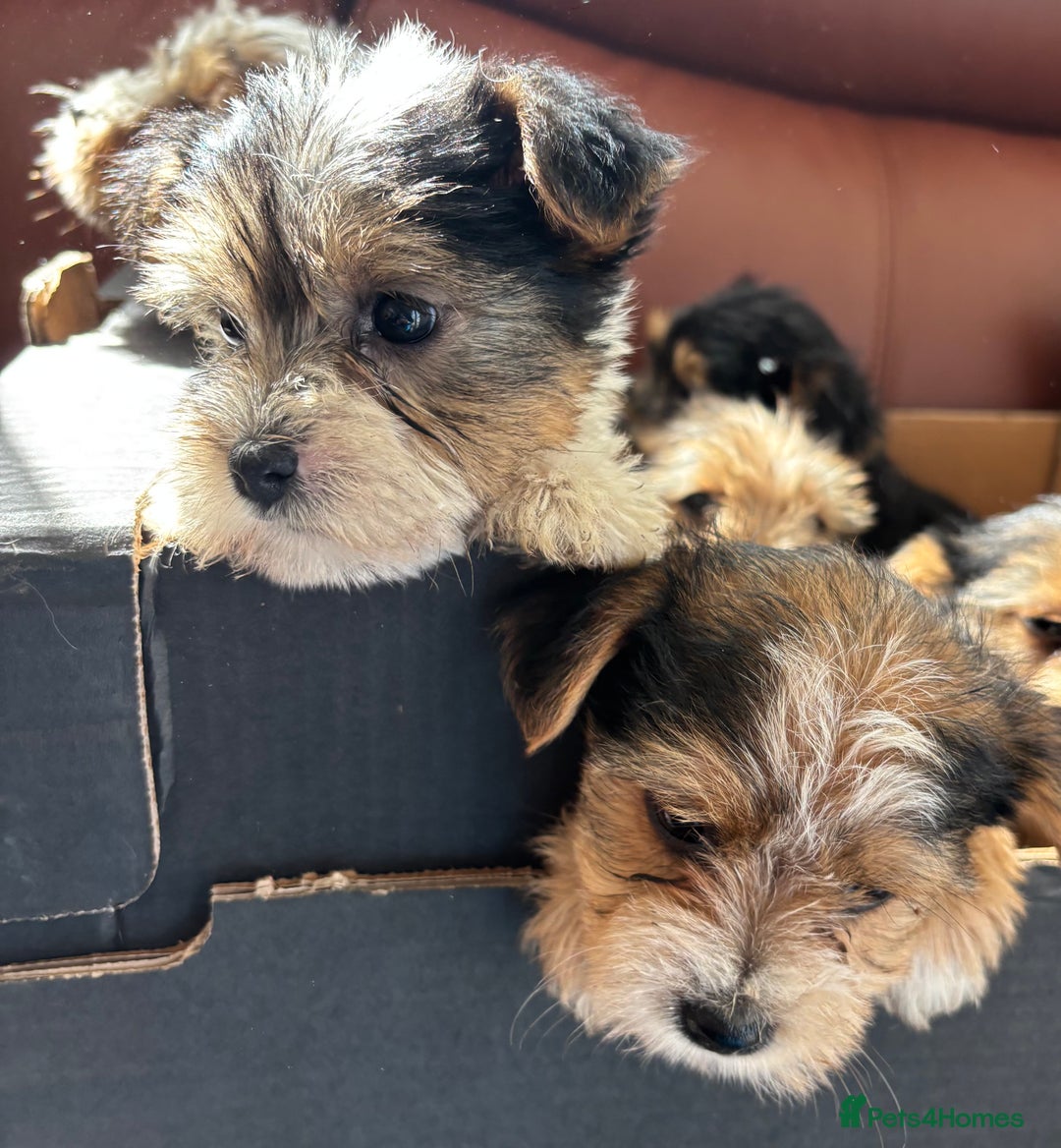 Mixed Breed dogs for sale: Yorkshire terrier/Jack Russell - Image 16