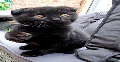 Mixed Breed cats - Advert 11