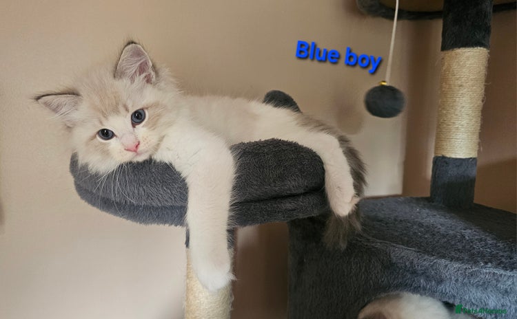 Ragdoll cats - Advert 4