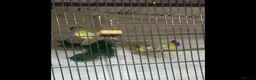 Finches birds for sale: Gouldian finch owl  finch star finch  - Advert 3
