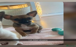 Mixed Breed dogs for sale: Three Pomeranian Chihuahua  - Image 11