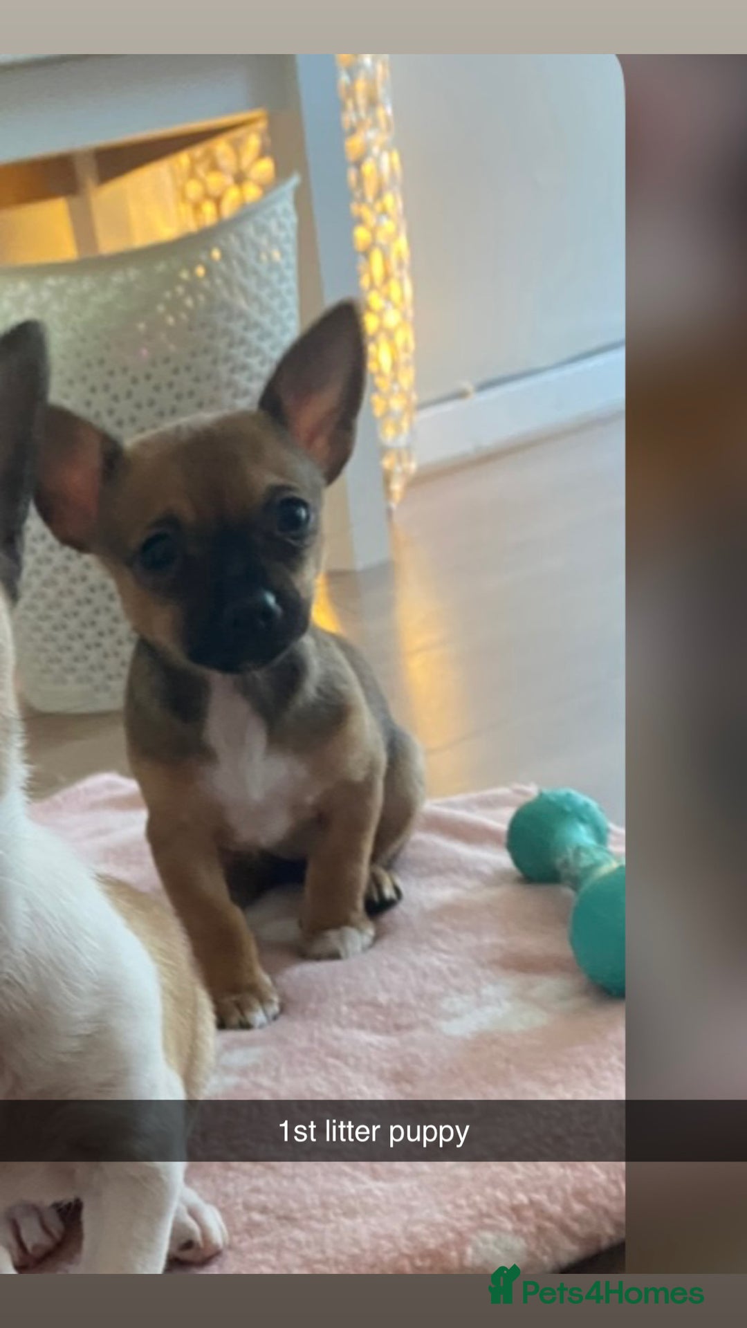 Mixed Breed dogs for sale: Three Pomeranian Chihuahua  - Image 11