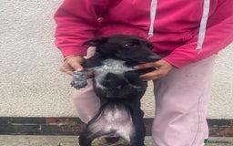 Mixed Breed dogs for adoption: Meet KATIA, a Gentle Little Girl for a Loving Home - Image 4
