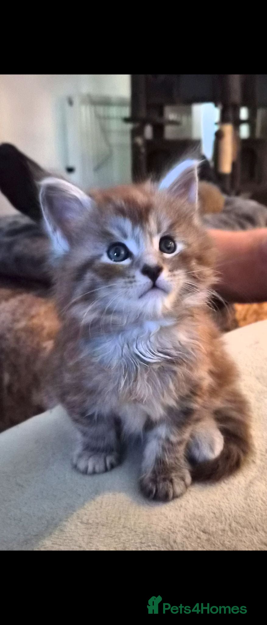 Maine Coon cats Maine coon pedigree kittens  - Advert 10