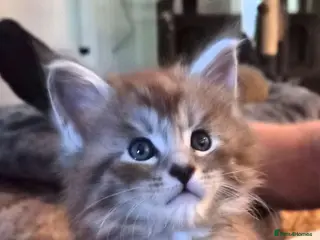 Maine Coon cats Maine coon pedigree kittens - Advert 5