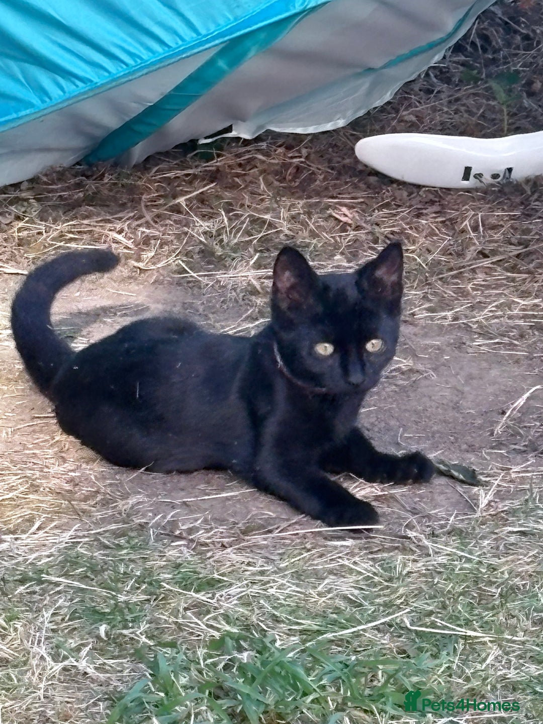 Mixed Breed cats for sale: Male kitten looking for loving home  - Image 2