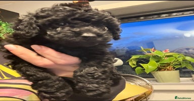 Shihpoo dogs - Advert 8