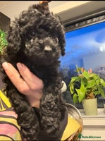 Shihpoo dogs - Advert 2