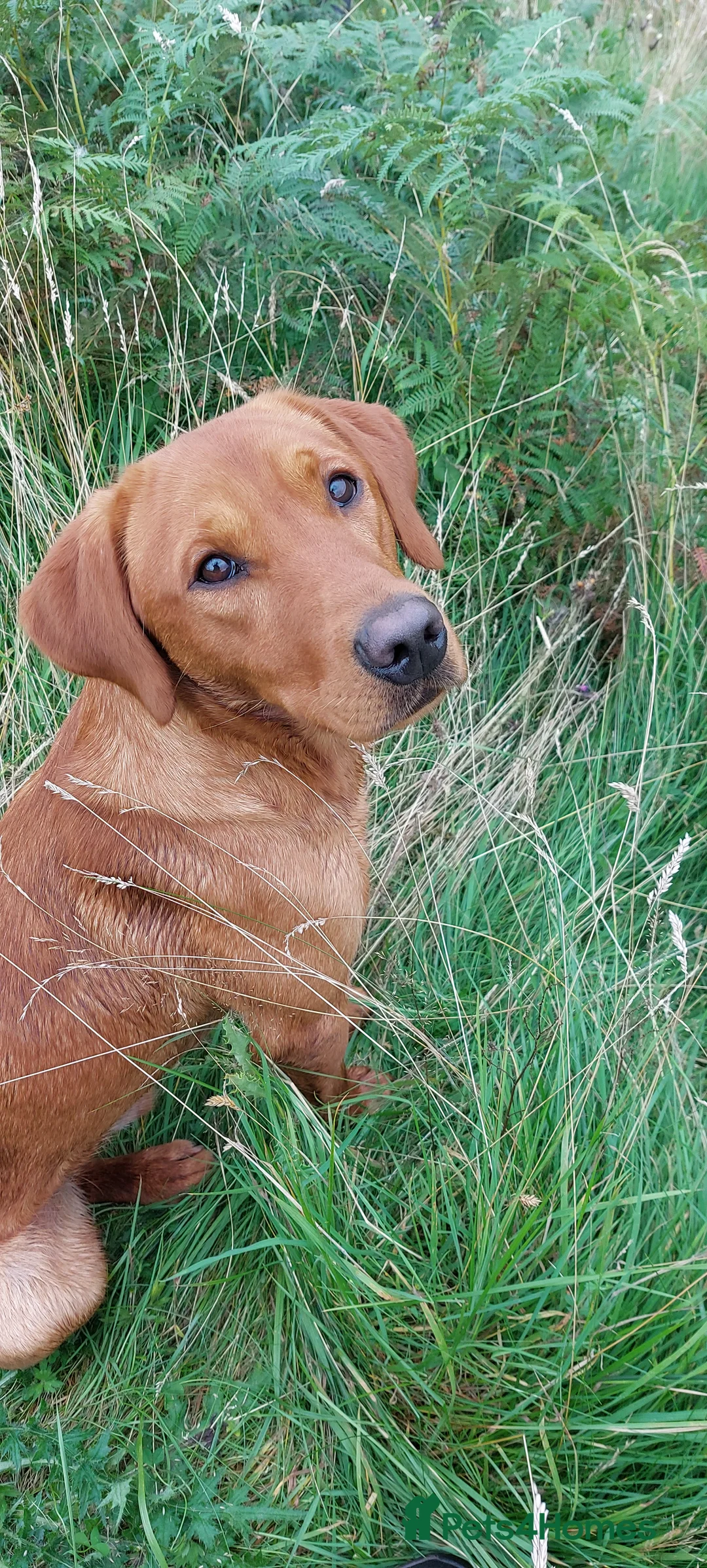 Labrador Retriever dogs for stud: Fox red working stud in Morpeth - Advert 5