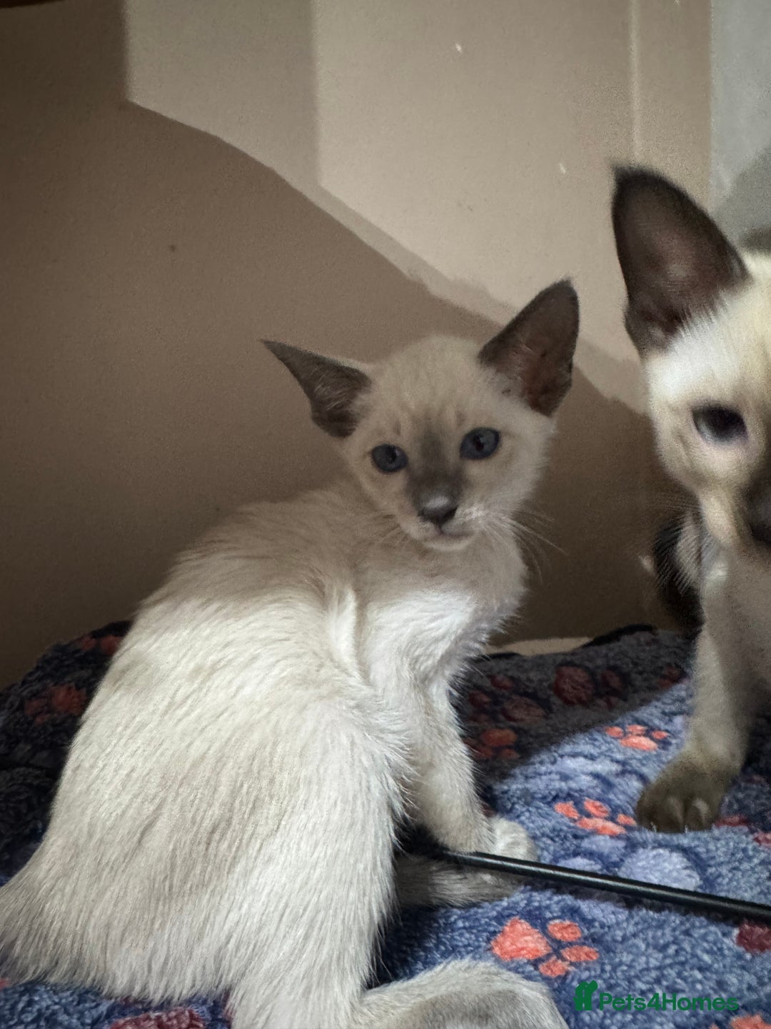Siamese cats for sale: 5 affectionate adorable Siamese kittens ready now - Image 5