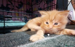 British Longhair cats for sale: 3 longhaired ginger kittens  - Image 5