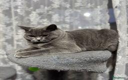 British Shorthair cats for sale: British Shorthair Blue Girls - Image 6