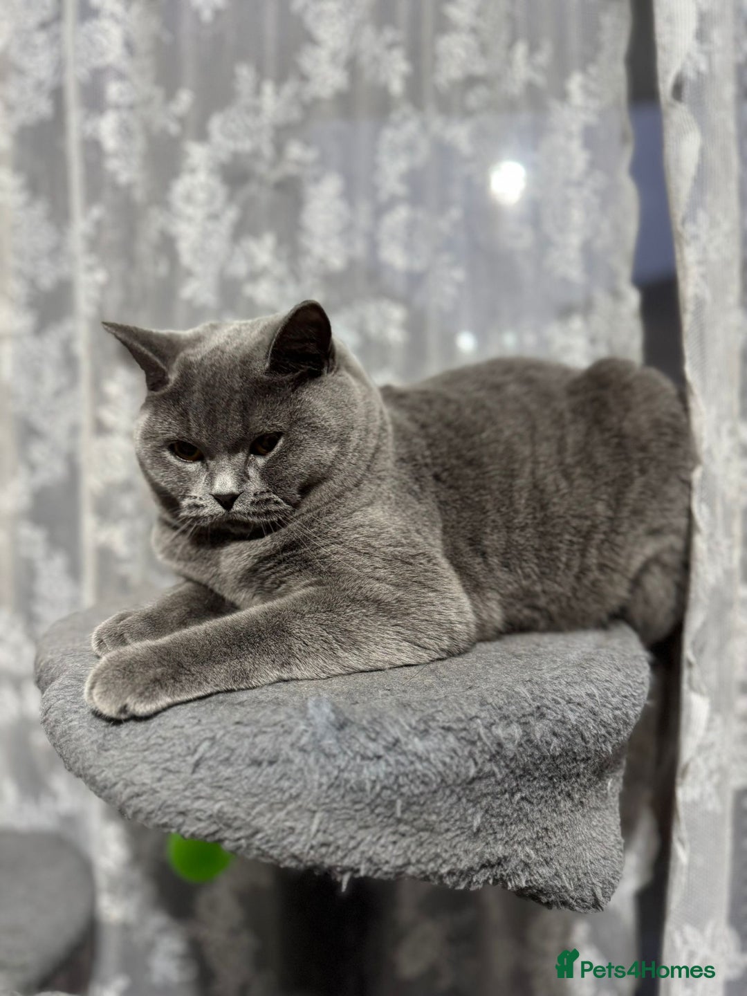 British Shorthair cats for sale: British Shorthair Blue Girls - Image 6