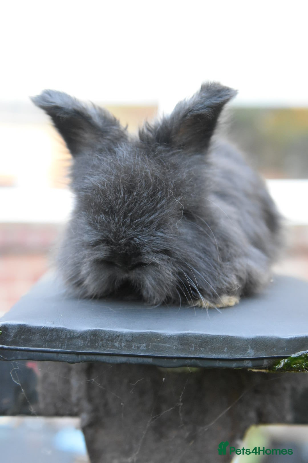 Angora rabbits for sale: French Imported Pedigree English Angoras - Advert 5