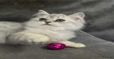 British Longhair cats in Bournemouth - Advert 1