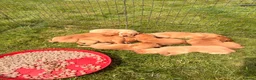 Labrador Retriever dogs for sale: KC Fox Red Labradors - Advert 7