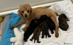 Shihpoo dogs for sale: Toy shihpoo  - Image 8