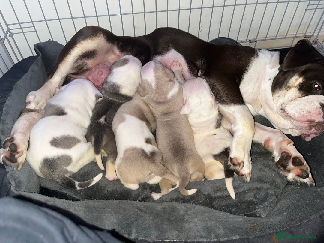Mixed Breed dogs for sale: 4 beautiful olde English bulldog/ American bulldog - Advert 28
