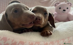 Miniature Dachshund dogs for sale: Miniature Dachshund  - Image 24
