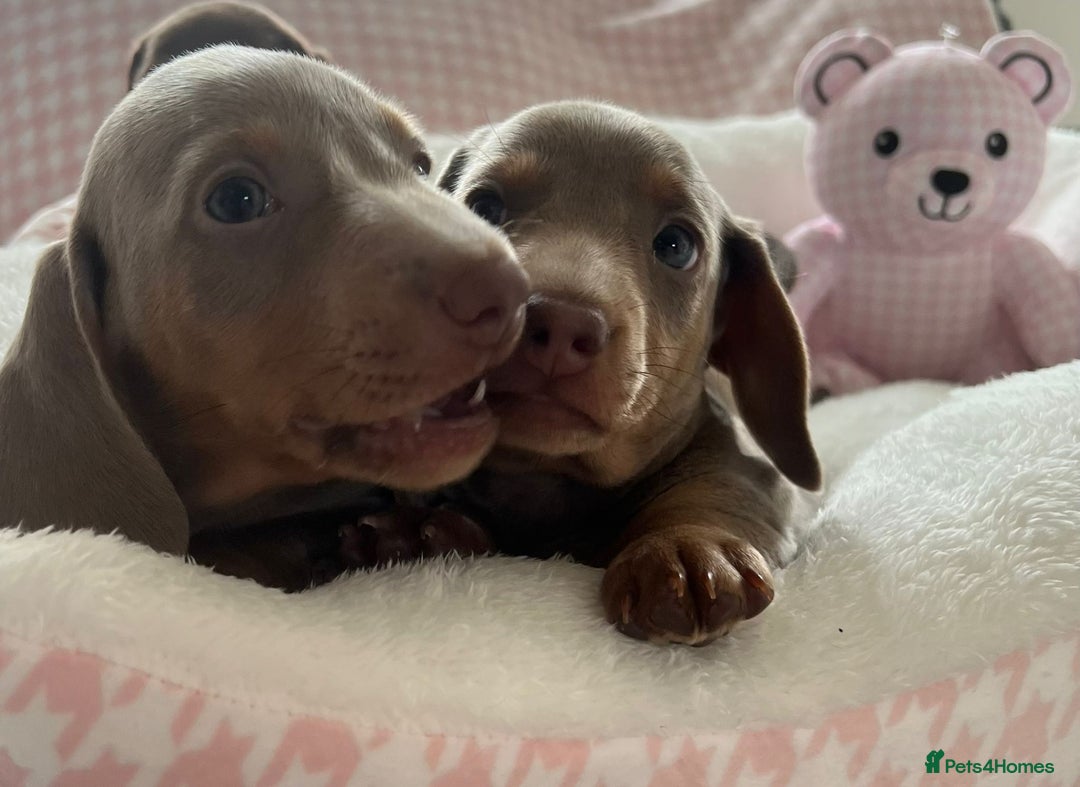 Miniature Dachshund dogs for sale: Miniature Dachshund  - Image 24